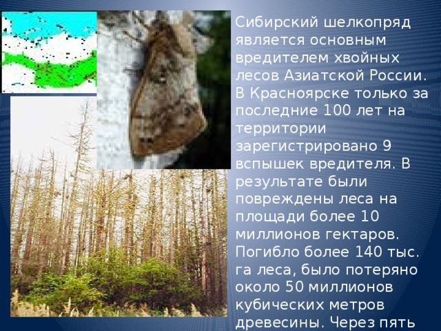 Сибирский шелкопряд является основным вредителем хвойных лесов Азиатской России. В Красноярске только за последние 100 лет на территории зарегистрировано 9 вспышек вредителя. В результате были повреждены леса на площади более 10 миллионов гектаров. Погибло более 140 тыс. га леса, было потеряно около 50 миллионов кубических метров древесины. Через пять лет, благодаря нападению на ослабленные деревья большого черного усача, площадь усохших лесов удвоилась.   