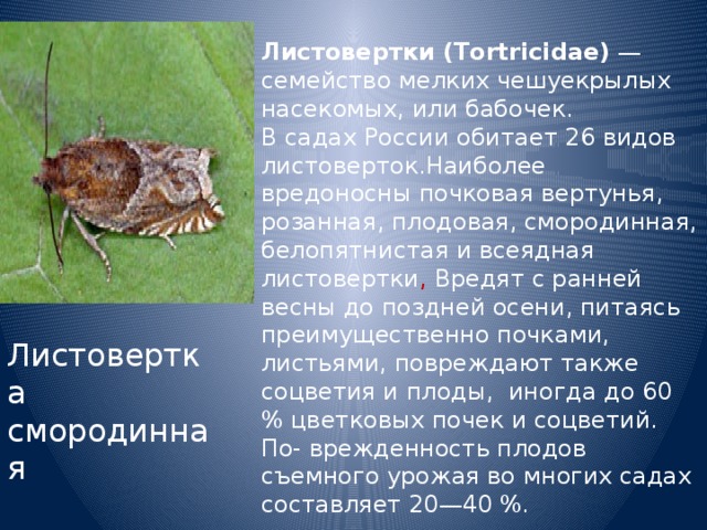 Листовертки (Tortricidae) — семейство мелких чешуекрылых насекомых, или бабочек.  В садах России обитает 26 видов листоверток.Наиболее вредоносны почковая вертунья, розанная, плодовая, смородинная, белопятнистая и всеядная листовертки , Вредят с ранней весны до поздней осени, питаясь преимущественно почками, листьями, повреждают также соцветия и плоды,  иногда до 60 % цветковых почек и соцветий. По- врежденность плодов съемного урожая во многих садах составляет 20—40 %. Листовертка смородинная 