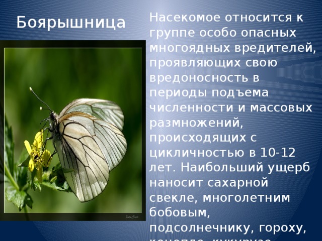 Насекомое относится к группе особо опасных многоядных вредителей, проявляющих свою вредоносность в периоды подъема численности и массовых размножений, происходящих с цикличностью в 10-12 лет. Наибольший ущерб наносит сахарной свекле, многолетним бобовым, подсолнечнику, гороху, конопле, кукурузе овощным растениям. Способен повреждать ячмень, пшеницу, сорго, карт офель. Боярышница 
