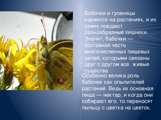 Бабочки и гусеницы кормятся на растениях, и их самих поедают разнообразные хищники. Значит, бабочки — составная часть многочисленных пищевых цепей, которыми связаны друг с другом все живые существа Особенно велика роль бабочек как опылителей растений. Ведь их основная пища — нектар, и когда они собирают его, то переносят пыльцу с цветка на цветок. 
