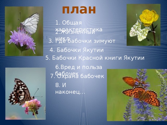 план 1. Общая характеристика 2.Жизненный цикл 3. Где бабочки зимуют 4. Бабочки Якутии 5. Бабочки Красной книги Якутии 6.Вред и польза бабочек 7. Охрана бабочек 8. И наконец… 