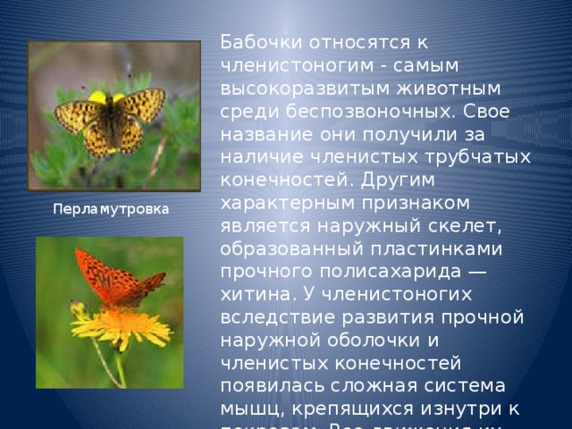 Бабочки относятся к членистоногим - самым высокоразвитым животным среди беспозвоночных. Свое название они получили за наличие членистых трубчатых конечностей. Другим характерным признаком является наружный скелет, образованный пластинками прочного полисахарида — хитина. У членистоногих вследствие развития прочной наружной оболочки и членистых конечностей появилась сложная система мышц, крепящихся изнутри к покровам. Все движения их частей тела и внутренних органов связаны с мышцами. Перламутровка 
