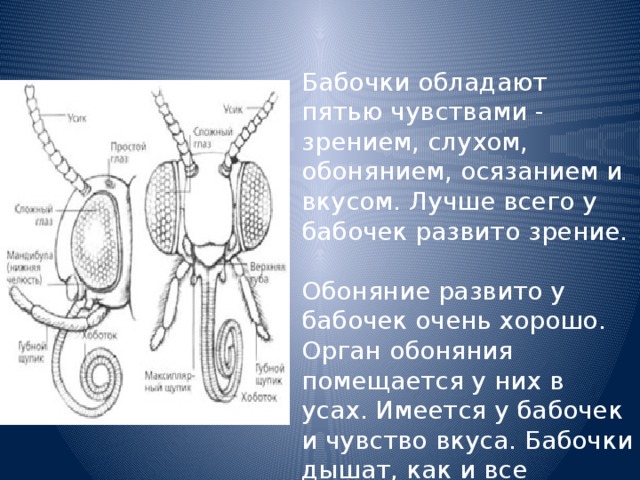 Бабочки обладают пятью чувствами - зрением, слухом, обонянием, осязанием и вкусом. Лучше всего у бабочек развито зрение.  Обоняние развито у бабочек очень хорошо. Орган обоняния помещается у них в усах. Имеется у бабочек и чувство вкуса. Бабочки дышат, как и все насекомые, с помощью тончайших воздухоносных трубочек, которые называются трахеями.   
