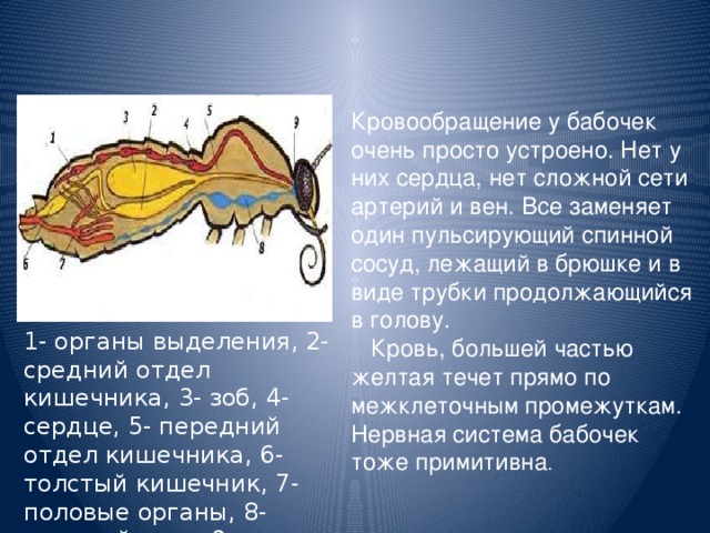 Кровообращение у бабочек очень просто устроено. Нет у них сердца, нет сложной сети артерий и вен. Все заменяет один пульсирующий спинной сосуд, лежащий в брюшке и в виде трубки продолжающийся в голову.  Кровь, большей частью желтая течет прямо по межклеточным промежуткам. Нервная система бабочек тоже примитивна . 1- органы выделения, 2- средний отдел кишечника, 3- зоб, 4- сердце, 5- передний отдел кишечника, 6- толстый кишечник, 7- половые органы, 8- нервный узел, 9- мозг 