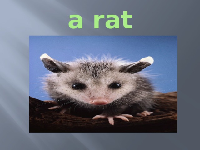 a rat 