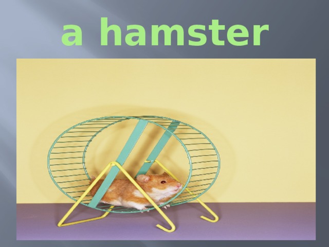 a hamster 