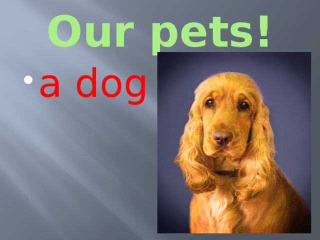 Our pets! a dog 