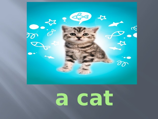 a cat 
