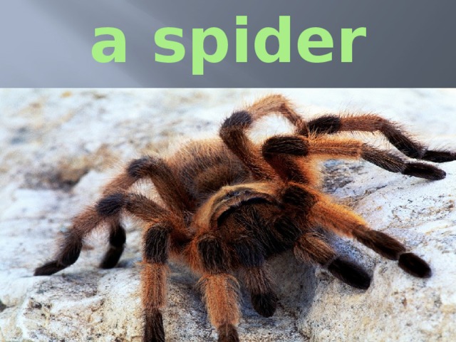 a spider 