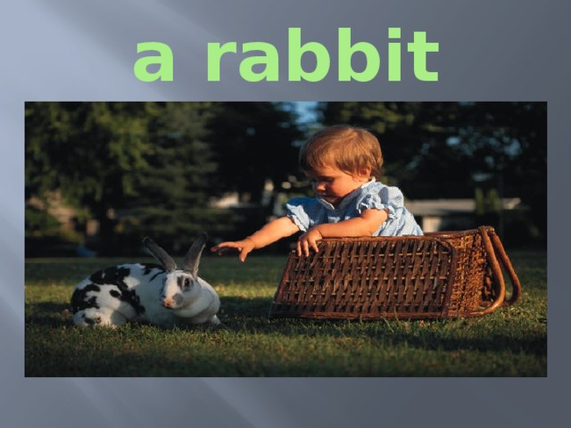 a rabbit 