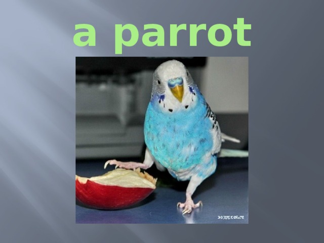 a parrot 
