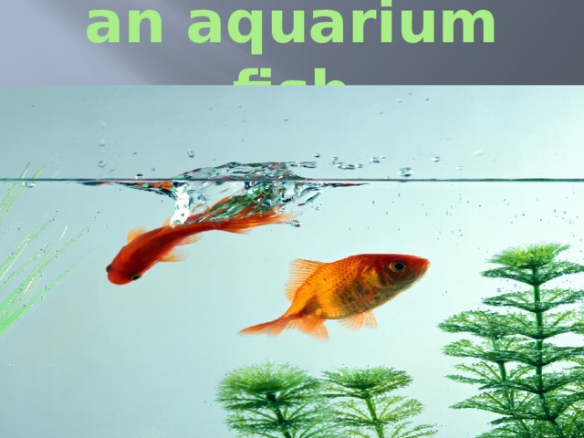 an aquarium fish 