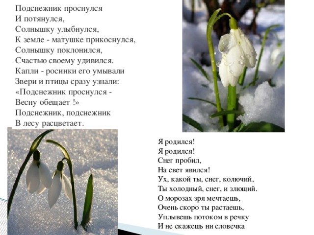 Подснежник проснулся  И потянулся,  Солнышку улыбнулся,  К земле - матушке прикоснулся,  Солнышку поклонился,  Счастью своему удивился.  Капли - росинки его умывали  Звери и птицы сразу узнали:  «Подснежник проснулся -   Весну обещает !»  Подснежник, подснежник  В лесу расцветает. Я родился!  Я родился!  Снег пробил,  На свет явился!  Ух, какой ты, снег, колючий,  Ты холодный, снег, и злющий.  О морозах зря мечтаешь,  Очень скоро ты растаешь,  Уплывешь потоком в речку  И не скажешь ни словечка 