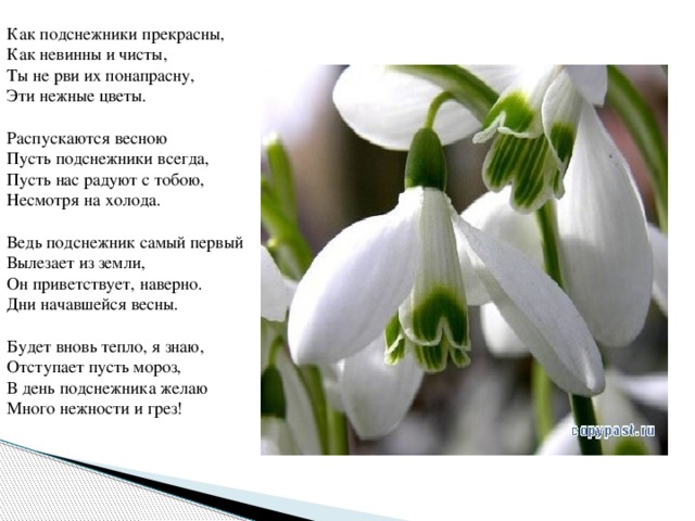 Как подснежники прекрасны,  Как невинны и чисты,  Ты не рви их понапрасну,  Эти нежные цветы.   Распускаются весною  Пусть подснежники всегда,  Пусть нас радуют с тобою,  Несмотря на холода.   Ведь подснежник самый первый  Вылезает из земли,  Он приветствует, наверно.  Дни начавшейся весны.   Будет вновь тепло, я знаю,  Отступает пусть мороз,  В день подснежника желаю  Много нежности и грез! 