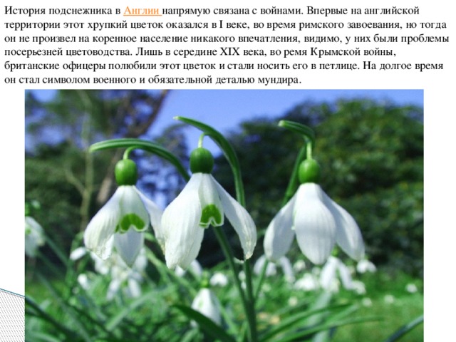 История подснежника в  Англии  напрямую связана с войнами. Впервые на английской территории этот хрупкий цветок оказался в I веке, во время римского завоевания, но тогда он не произвел на коренное население никакого впечатления, видимо, у них были проблемы посерьезней цветоводства. Лишь в середине XIX века, во ремя Крымской войны, британские офицеры полюбили этот цветок и стали носить его в петлице. На долгое время он стал символом военного и обязательной деталью мундира. 