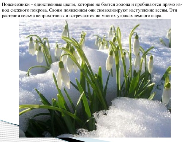 Подснежники – единственные цветы, которые не боятся холода и пробиваются прямо из-под снежного покрова. Своим появлением они символизируют наступление весны. Эти растения весьма неприхотливы и встречаются во многих уголках земного шара. 