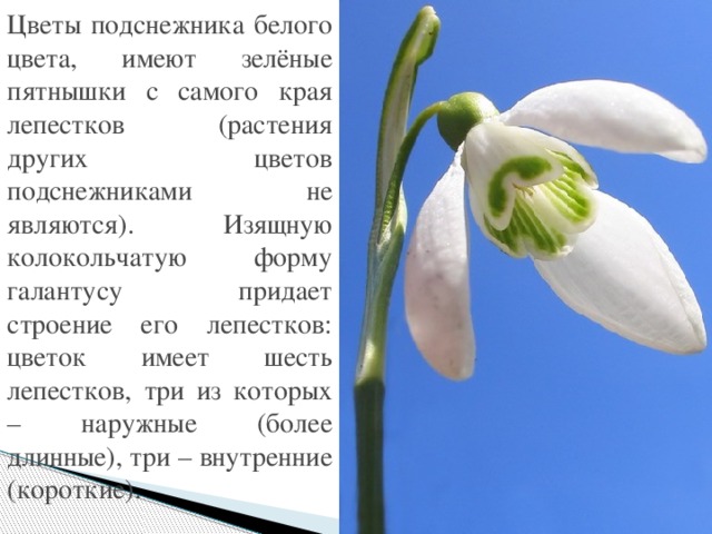 Цветы подснежника белого цвета, имеют зелёные пятнышки с самого края лепестков (растения других цветов подснежниками не являются). Изящную колокольчатую форму галантусу придает строение его лепестков: цветок имеет шесть лепестков, три из которых – наружные (более длинные), три – внутренние (короткие). 