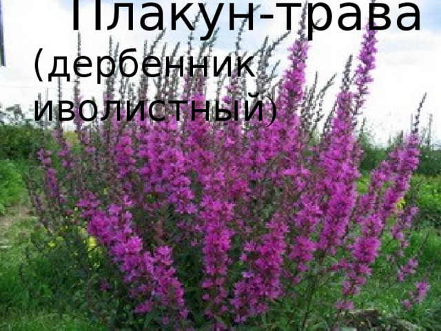  Плакун-трава (дербенник иволистный ) 