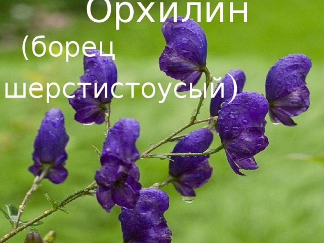  Орхилин  (борец шерстистоусый ) 