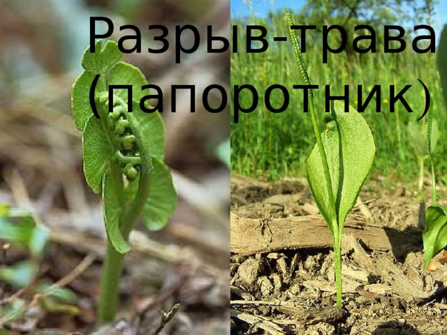 Разрыв-трава (папоротник ) 