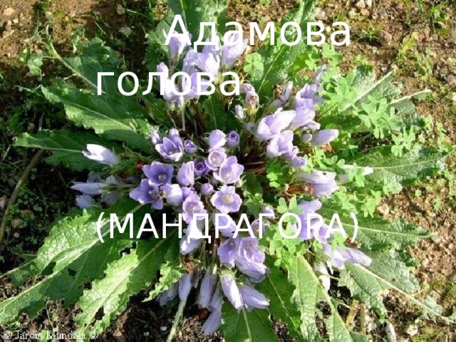  Адамова голова  (МАНДРАГОРА) 