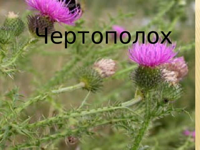  Чертополох 