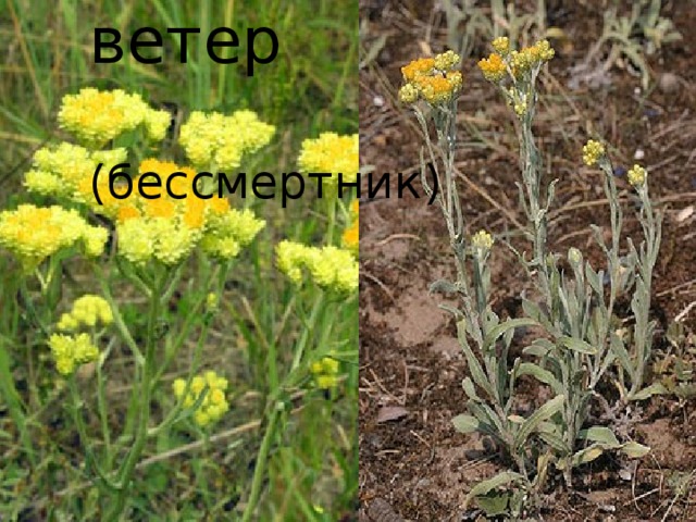  Нечуй – ветер  (бессмертник)  