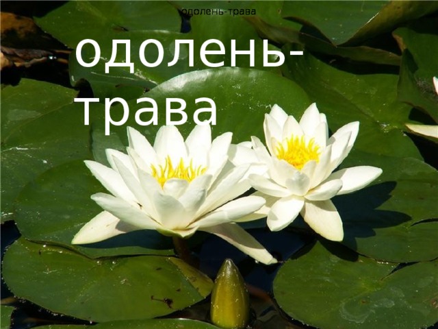 одолень-трава одолень-трава одолень-трава одолень-трава одолень-трава 