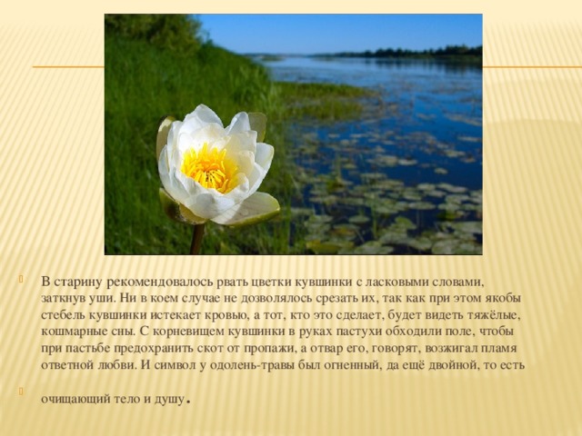 В старину рекомендовалось рвать цветки кувшинки с ласковыми словами, заткнув уши. Ни в коем случае не дозволялось срезать их, так как при этом якобы стебель кувшинки истекает кровью, а тот, кто это сделает, будет видеть тяжёлые, кошмарные сны. С корневищем кувшинки в руках пастухи обходили поле, чтобы при пастьбе предохранить скот от пропажи, а отвар его, говорят, возжигал пламя ответной любви. И символ у одолень-травы был огненный, да ещё двойной, то есть очищающий тело и душу . 