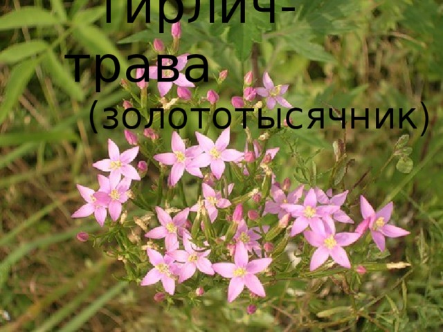  тирлич-трава  (золототысячник ) 
