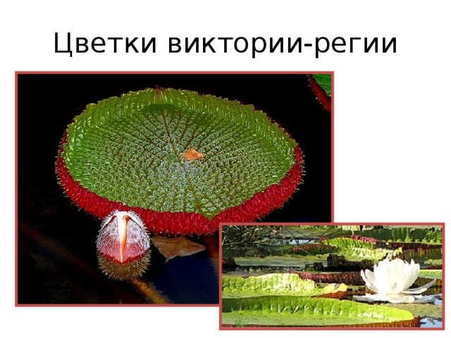 Цветки виктории-регии 