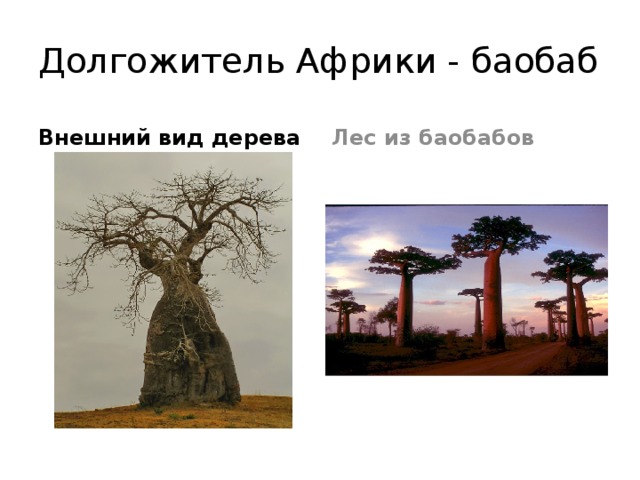 Долгожитель Африки - баобаб Внешний вид дерева Лес из баобабов 