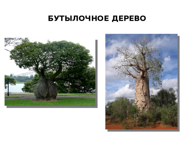БУТЫЛОЧНОЕ ДЕРЕВО 