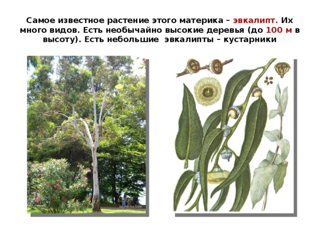 Самое известное растение этого материка – эвкалипт. Их много видов. Есть необычайно высокие деревья (до 100 м в высоту). Есть небольшие эвкалипты – кустарники 