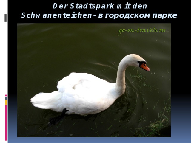 Der Stadtspark mit den Schwanenteichen- в городском парке 