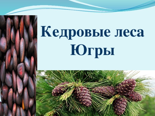 Кедровые леса Югры 