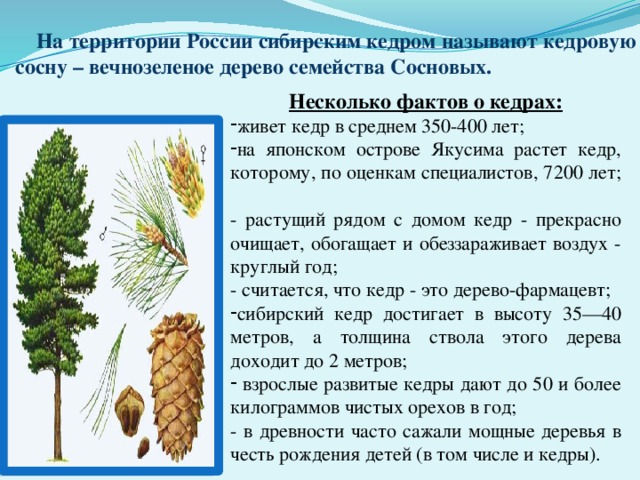  На территории России сибирским кедром называют кедровую сосну – вечнозеленое дерево семейства Сосновых. Несколько фактов о кедрах: живет кедр в среднем 350-400 лет; на японском острове Якусима растет кедр, которому, по оценкам специалистов, 7200 лет;   - растущий рядом с домом кедр - прекрасно очищает, обогащает и обеззараживает воздух - круглый год; - считается, что кедр - это дерево-фармацевт; сибирский кедр достигает в высоту 35—40 метров, а толщина ствола этого дерева доходит до 2 метров;  взрослые развитые кедры дают до 50 и более килограммов чистых орехов в год;  - в древности часто сажали мощные деревья в честь рождения детей (в том числе и кедры).   