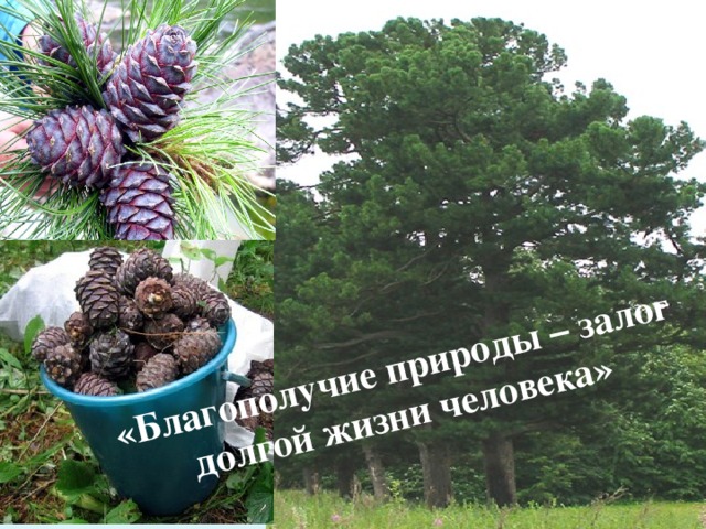 «Благополучие природы – залог долгой жизни человека»  