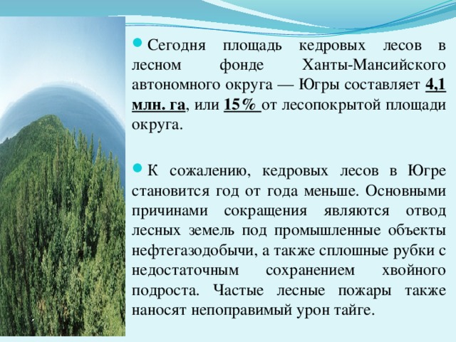 Сегодня площадь кедровых лесов в лесном фонде Ханты-Мансийского автономного округа — Югры составляет 4,1 млн. га , или 15% от лесопокрытой площади округа. К сожалению, кедровых лесов в Югре становится год от года меньше. Основными причинами сокращения являются отвод лесных земель под промышленные объекты нефтегазодобычи, а также сплошные рубки с недостаточным сохранением хвойного подроста. Частые лесные пожары также наносят непоправимый урон тайге. 