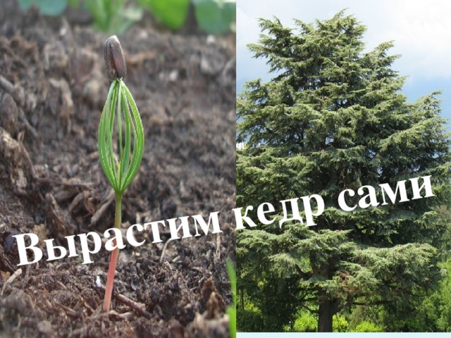 Вырастим кедр сами 