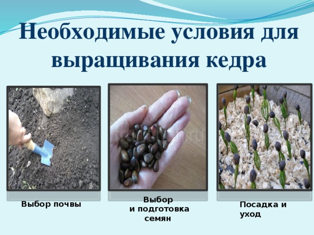 Необходимые условия для выращивания кедра Выбор  и подготовка семян Выбор почвы Посадка и уход 