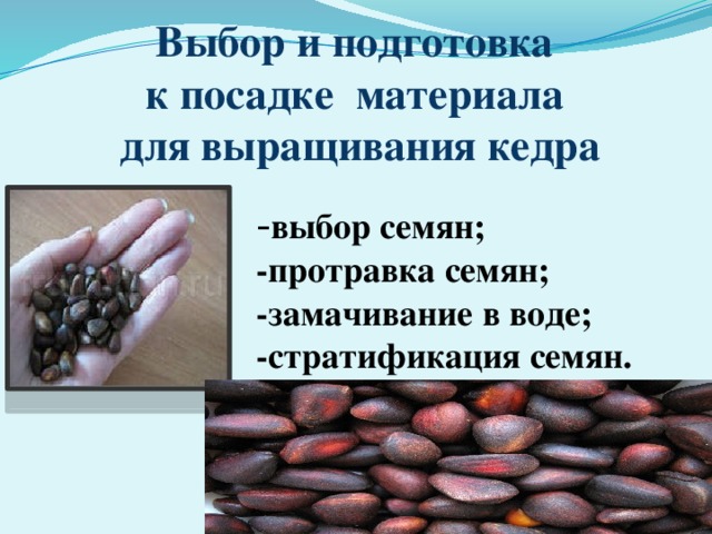 Выбор и подготовка к посадке материала для выращивания кедра - выбор семян; -протравка семян; -замачивание в воде; -стратификация семян. 