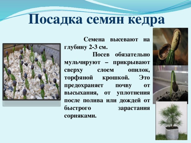 Посадка семян кедра  Семена высевают на глубину 2-3 см.  Посев обязательно мульчируют – прикрывают сверху слоем опилок, торфяной крошкой. Это предохраняет почву от высыхания, от уплотнения после полива или дождей от быстрого зарастания сорняками. 