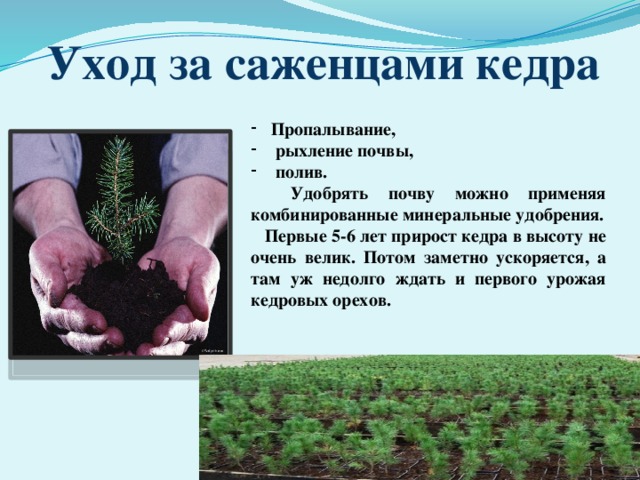 Уход за саженцами кедра Пропалывание,  рыхление почвы,  полив.  Удобрять почву можно применяя комбинированные минеральные удобрения.   Первые 5-6 лет прирост кедра в высоту не очень велик. Потом заметно ускоряется, а там уж недолго ждать и первого урожая кедровых орехов. 