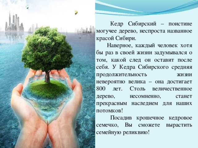  Кедр Сибирский – поистине могучее дерево, неспроста названное красой Сибири.  Наверное, каждый человек хотя бы раз в своей жизни задумывался о том, какой след он оставит после себя. У Кедра Сибирского средняя продолжительность жизни невероятно велика – она достигает 800 лет. Столь величественное дерево, несомненно, станет прекрасным наследием для наших потомков!  Посадив крошечное кедровое семечко, Вы сможете вырастить семейную реликвию! 