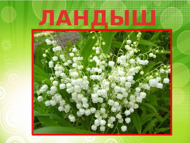 ЛАНДЫШ 