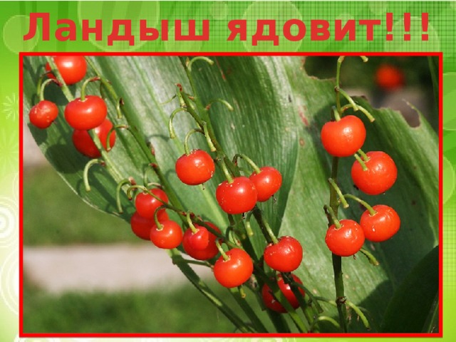 Ландыш ядовит!!! 