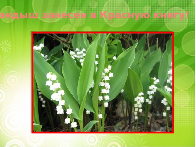Ландыш занесен в Красную книгу! 