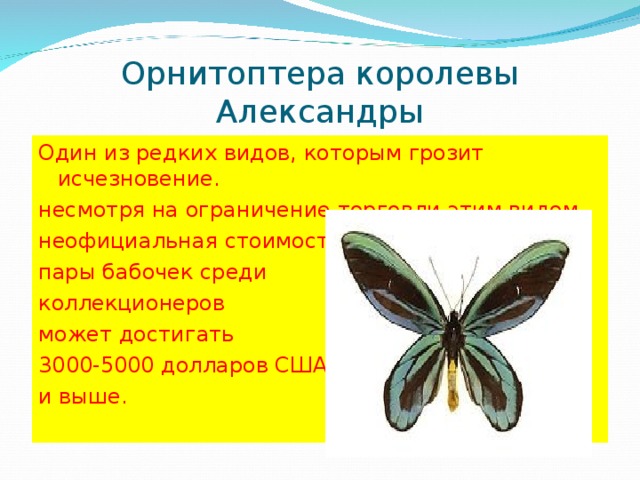 Орнитоптера королевы Александры Один из редких видов, которым грозит исчезновение. несмотря на ограничение торговли этим видом, неофициальная стоимость пары бабочек среди коллекционеров может достигать 3000-5000 долларов США и выше. 