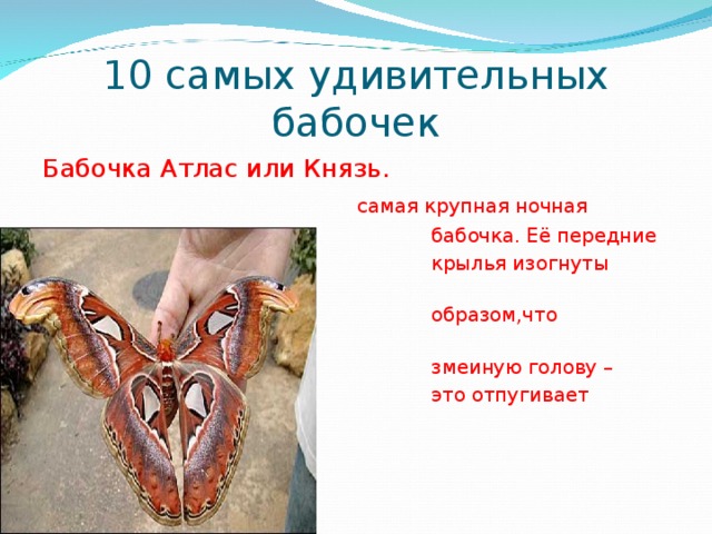 10 самых удивительных бабочек Бабочка Атлас или Князь.  самая крупная ночная  бабочка. Её передние  крылья изогнуты таким  образом,что напоминают  змеиную голову –  это отпугивает врагов. 